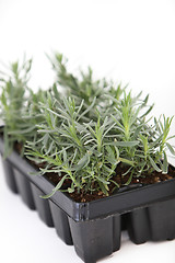 Image showing Nursery tray of young plant seedlings