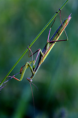 Image showing mantodea  close  praying mantis 