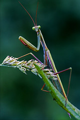 Image showing mantodea  in the flowering bush