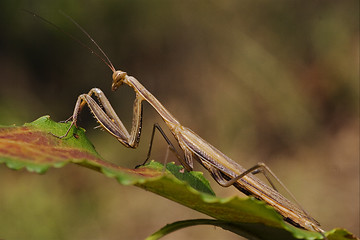 Image showing  mantodea on a green