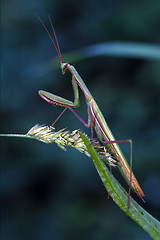 Image showing  praying  in the flowering bush