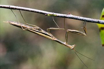 Image showing praying mantis mantodea on a  brown branch 