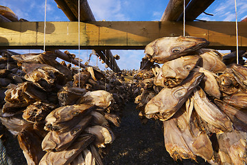 Image showing Dried stock fish in Norway
