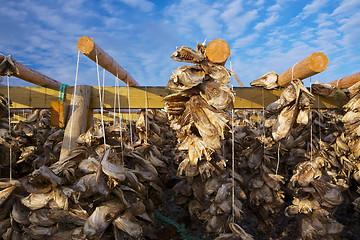 Image showing Drying stock fish in Norway