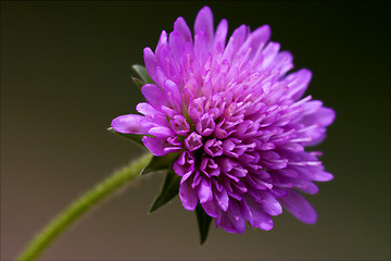 Image showing  dispsacacea labiate violet 