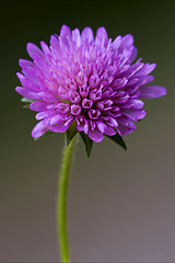 Image showing  labiate mentha aquatica violet 