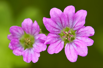 Image showing couple  malvacee