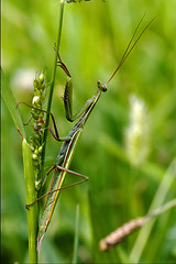 Image showing  wild side praying mantis on a green brown branch