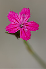 Image showing macro close of  a violet pink geranium dissectum cariofillacee 