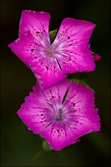 Image showing  violet pink geranium dissectum 