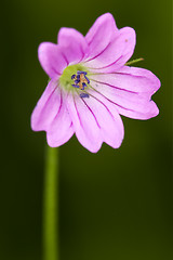 Image showing macro close of a violet 