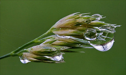 Image showing  plant and tree drop green background 