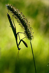Image showing shadow  side  praying mantis