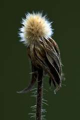 Image showing taraxacum officinale  green 