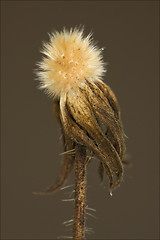 Image showing  taraxacum officinale  brown background 