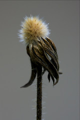 Image showing taraxacum officinale grey background