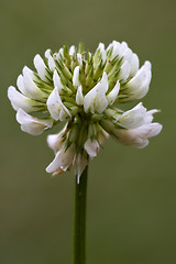 Image showing  close  yellow white leguminose