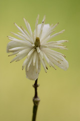 Image showing  leguminose green background 