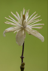 Image showing macro close   yellow white leguminose 