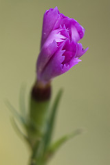 Image showing pink  violet  geranium dissectum 