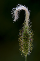 Image showing hair abstract