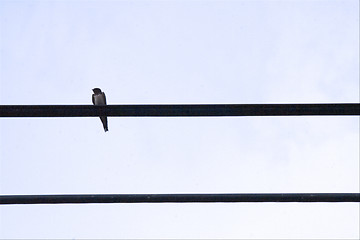 Image showing abstract pentagram and musical notes whith sparrow