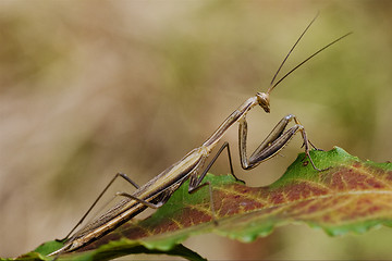 Image showing close up praying mantis 