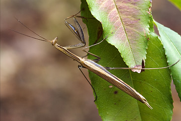 Image showing close up mantodea 