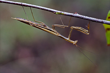 Image showing  mantodea on a brown branch 