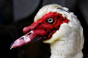 Image showing  duck  in portofino 