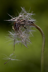 Image showing taraxacum officinale  green