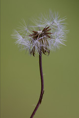 Image showing taraxacum officinale  background 