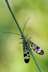 Image showing front   wild fly Fly Panorpa 