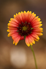 Image showing  red daisy brown background 