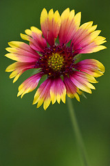 Image showing  red daisy green background
