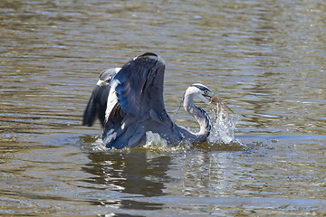 Image showing Great blue heron spears a fish