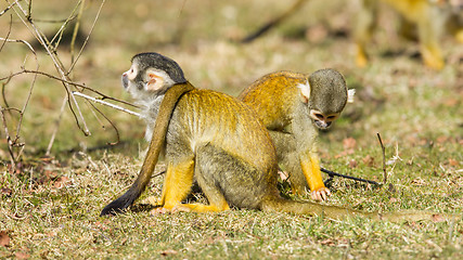 Image showing Squirrel Monkey (Saimiri boliviensis)