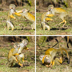 Image showing Two young Squirrel Monkeys (Saimiri boliviensis) fighting