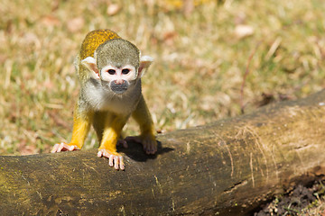 Image showing Squirrel Monkey (Saimiri boliviensis) 