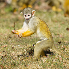 Image showing Squirrel Monkey (Saimiri boliviensis)