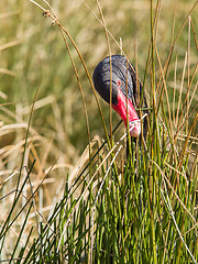 Image showing Black swan is eating grass