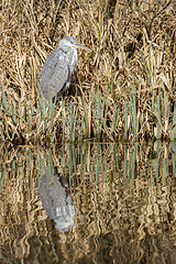 Image showing Great blue heron waiting