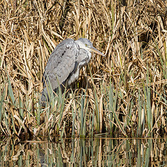 Image showing Great blue heron waiting