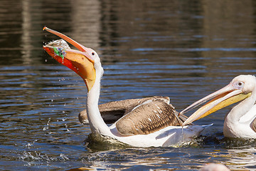 Image showing Young pink pelican playing