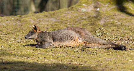 Image showing Swamp wallaby