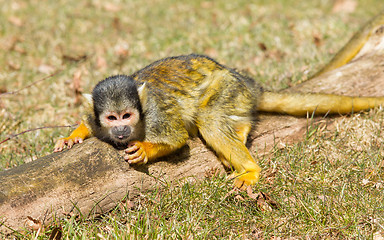 Image showing Squirrel Monkey (Saimiri boliviensis)