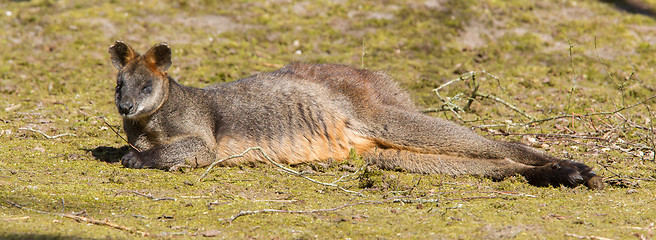 Image showing Swamp wallaby