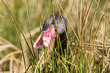 Image showing Black swan is eating grass