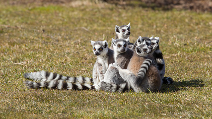 Image showing Ring-tailed lemur (Lemur catta)