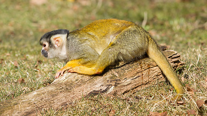 Image showing Peeing Squirrel Monkey (Saimiri boliviensis)